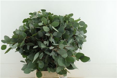 Euc Populus