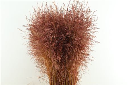 Deschampsia Dried Pink