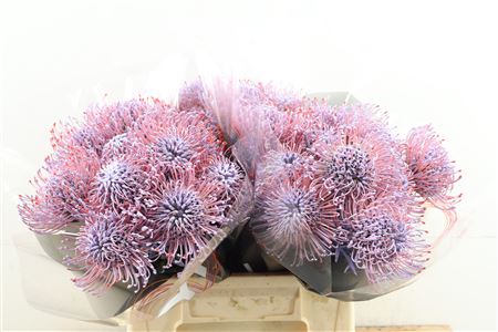 Leuco Milka