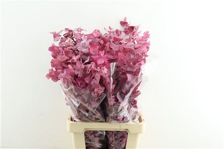 Euc. Stuartiana Stab Cerise