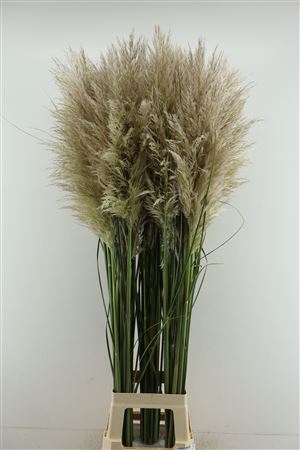 Cortaderia Fresh 130cm