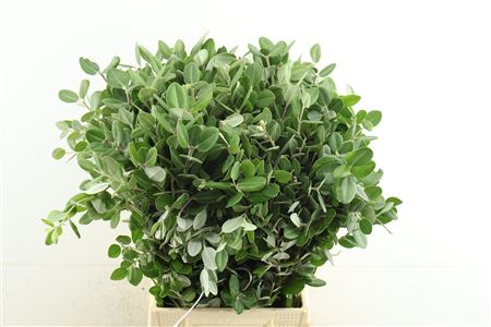 Pittosporum Bs