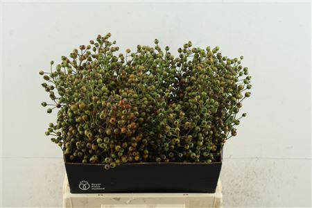 Rosa Plenty