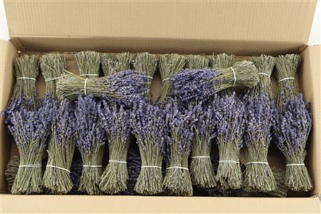 Dried Lavendel Short