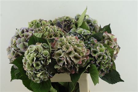 Hydr M. Cl. Royal Love 60-16