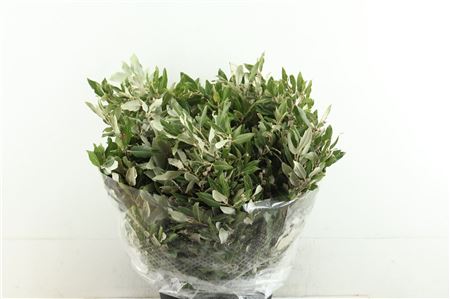 Querc Ilex