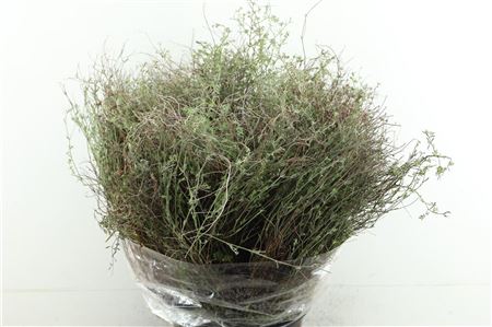 Thymo Wild 300gr