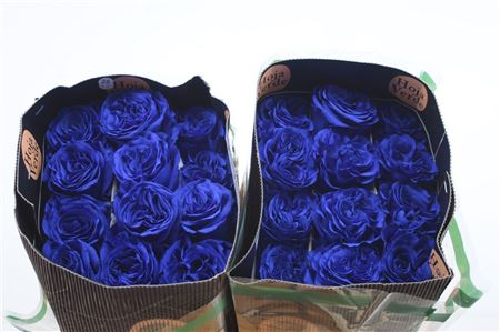 R Gr Eq Tinted Blue