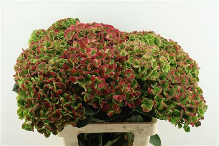 Hydr M Mag Coral Cl