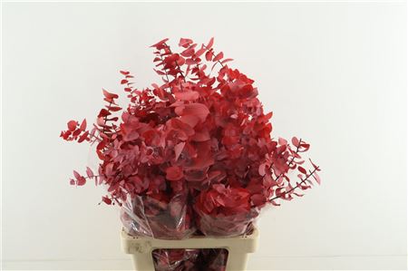 Euc. Stuartiana Stab Red