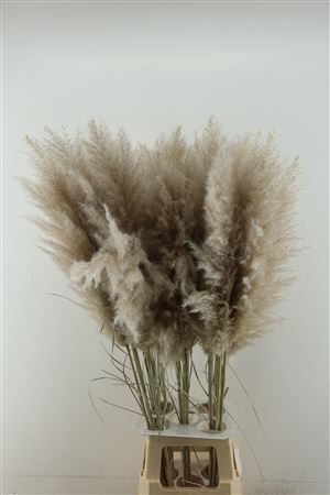 Dried Cortaderia