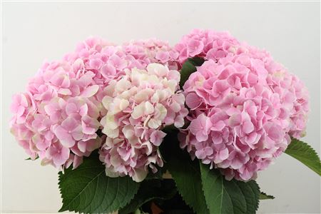 Hydr M Verena