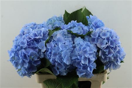 Hydr M Verena Bl