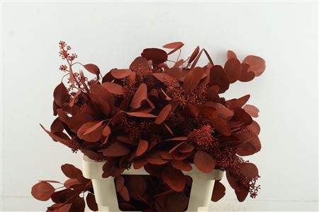 Euc Pop. Berries Red