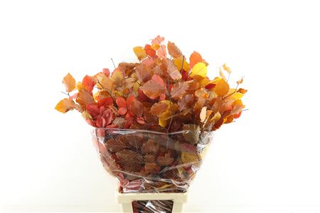 Beuk Stab Autumn