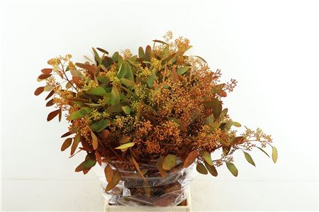 Euc Pop Berries Autumn