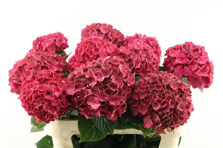 Hydr M Ruby Red 75-16