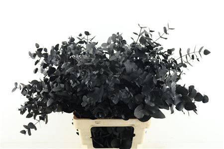 Euc Cin. Black