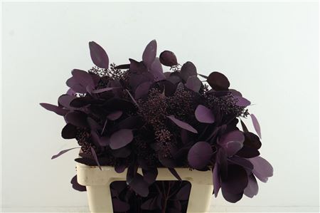 Euc Pop. Berries Aubergine