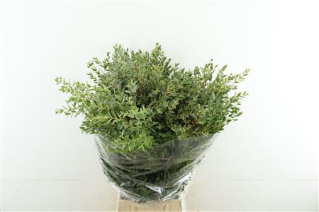 Euc Parvifolia P Bs