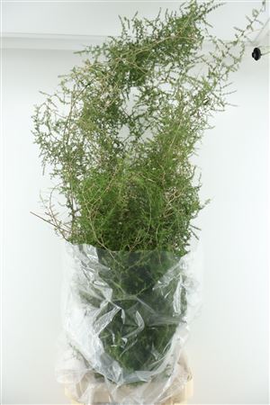 Asperagus Wild