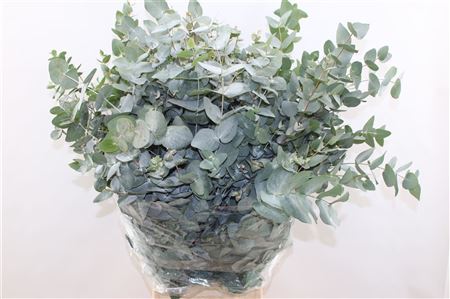 Euc Cinerea Per Bos