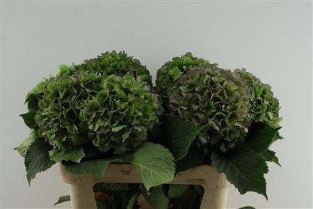 Hydr M Verena Bl Cl