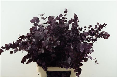 Euc Cin. Aubergine