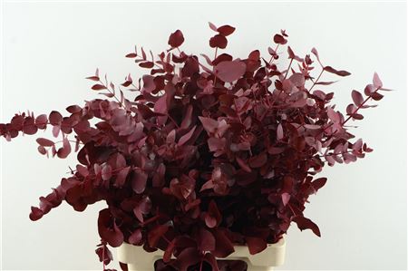 Euc Cin. Cerise Dark
