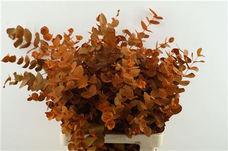 Euc Cin. Orange
