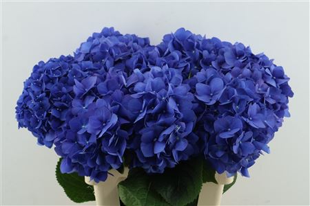 Hydr M Pimpernel