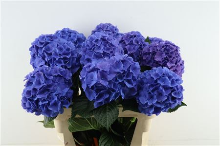 Hydr M Royal Breeze 80-21