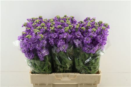 Matth Impala Lavende
