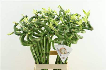 Drac S Lucky Bamboo