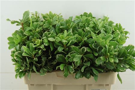 Pitto Ilan 50cm