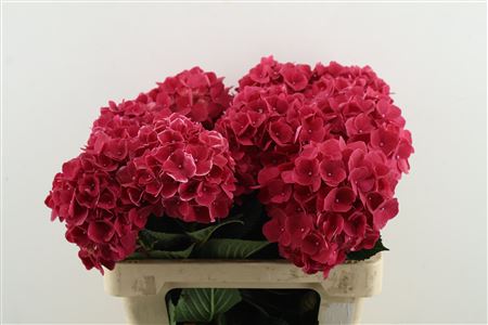 Hydr M Mag Rubyred
