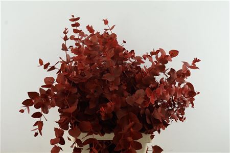 Euc Cin. Red
