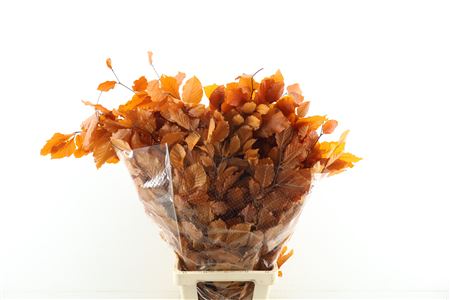 Beuk Stab Orange
