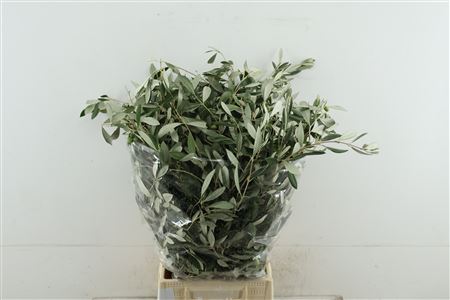 Olea Europaea