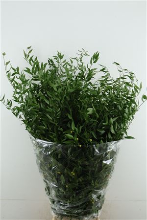 Ruscus Aculeatus Bs