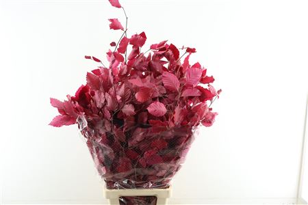 Beuk Stab Cerise