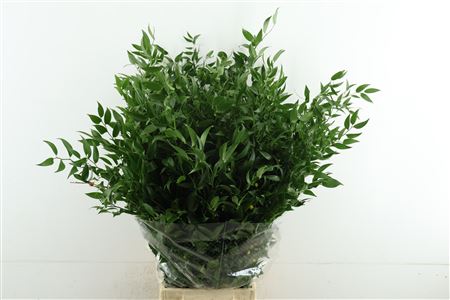 Ruscus Aculeatus Bs