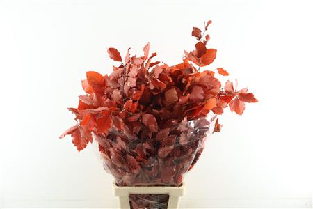 Beuk Stab Red
