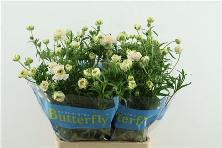 Ran Butterfl Ariadne