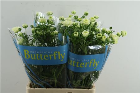 Ran Butterfly Graces