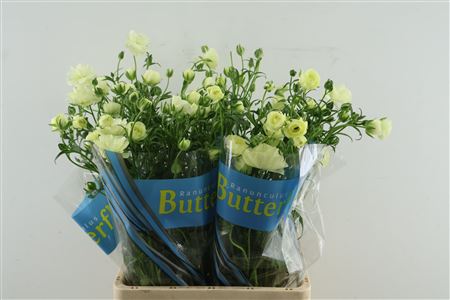 Ran Butterfly Litai