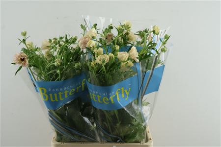 Ran Butterfly Meliss