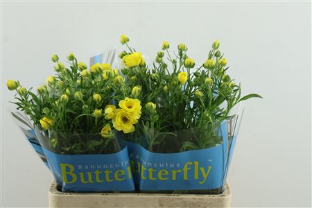 Ran Butterfl Phytalo