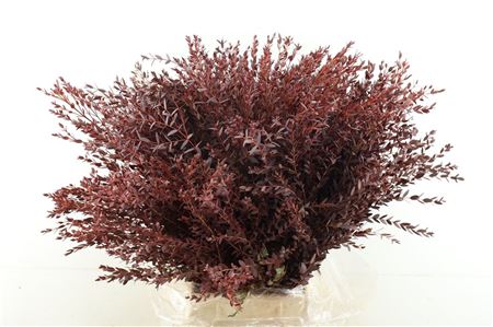 Euc Parvifolia P Bs