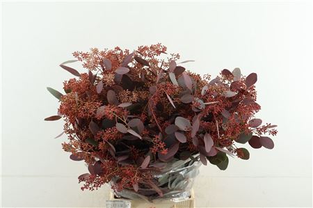 Euc Pop Berries Red Abs